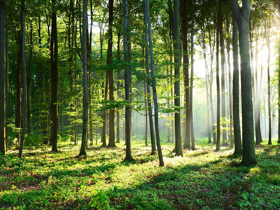Wald mit Lichtung